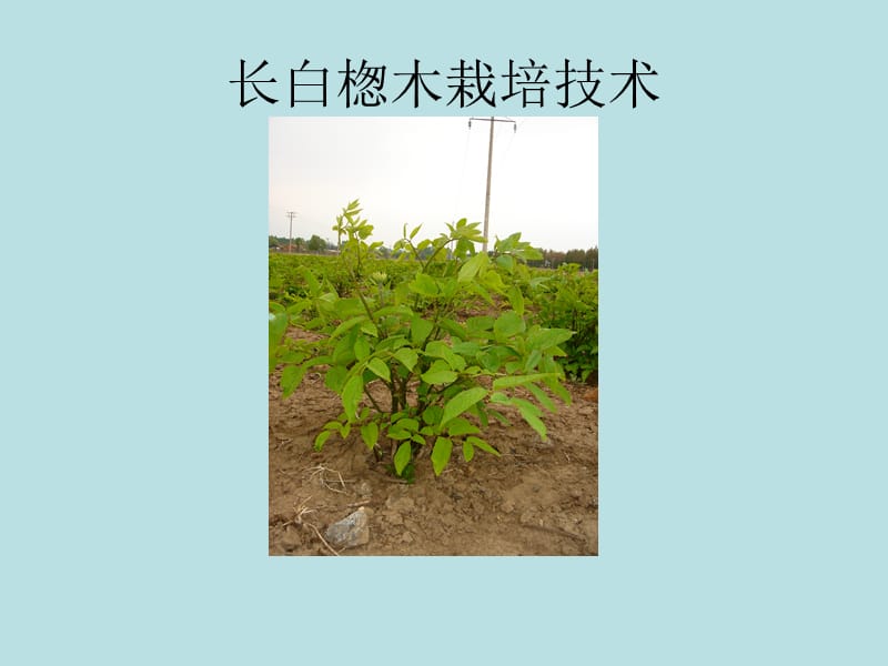 长白楤木栽培技术.ppt_第1页