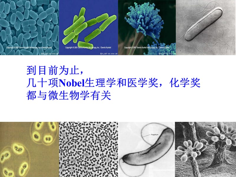 微生物的实验室培养(2014上课).ppt_第1页