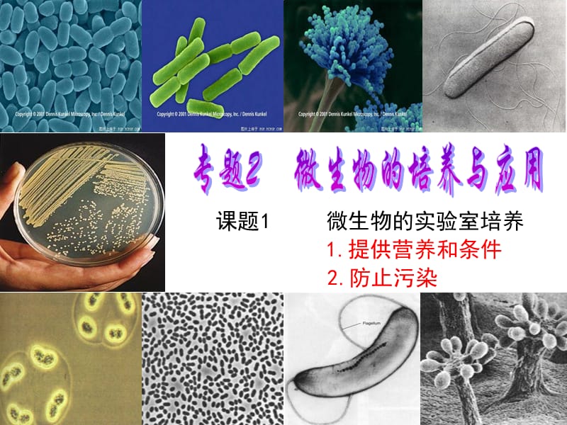 微生物的实验室培养(2014上课).ppt_第3页