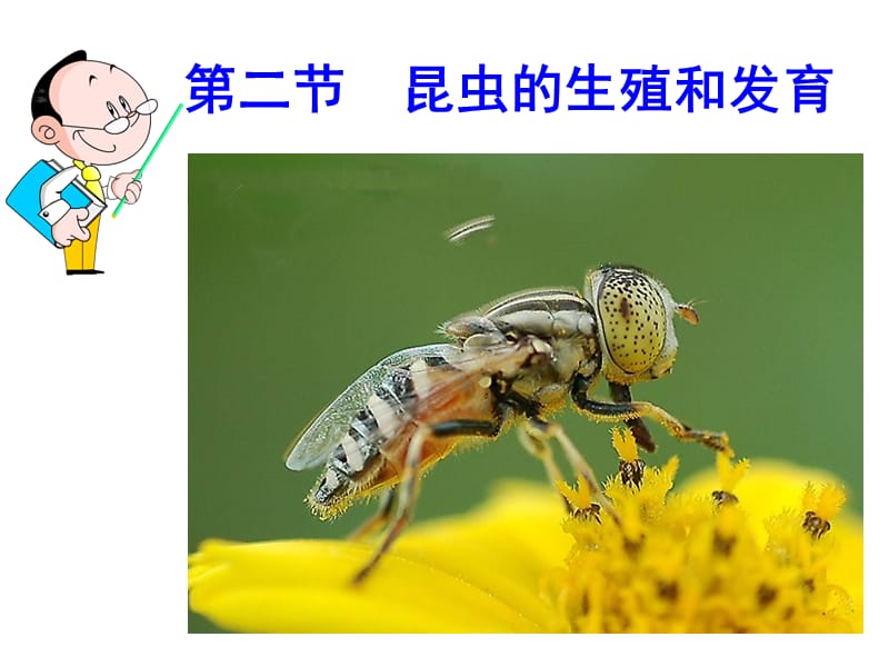 人教版八下第一章第二节昆虫的生殖和发育(共32张PPT).ppt_第3页