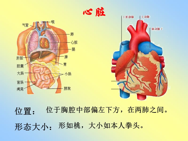 《心脏血液循环》ppt课件.ppt_第2页