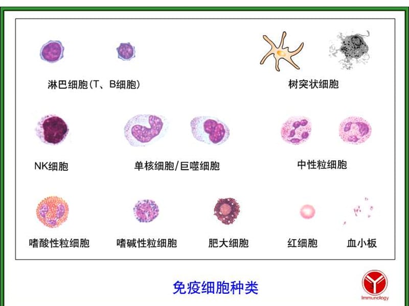 免疫2015课件B细胞.ppt_第3页