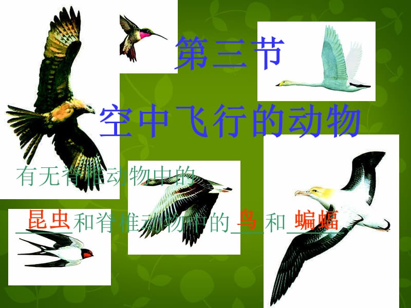北京市和平北路学校八年级生物上册 5.1.3 空中飞行的动物课件2 新人教版.ppt_第1页
