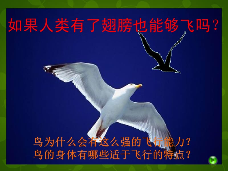 北京市和平北路学校八年级生物上册 5.1.3 空中飞行的动物课件2 新人教版.ppt_第2页