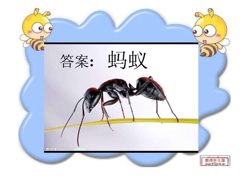 教科版三年级科学上册《蚂蚁》课件(1).ppt_第3页