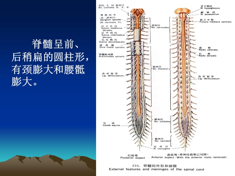 《中枢神经》PPT课件.ppt_第3页