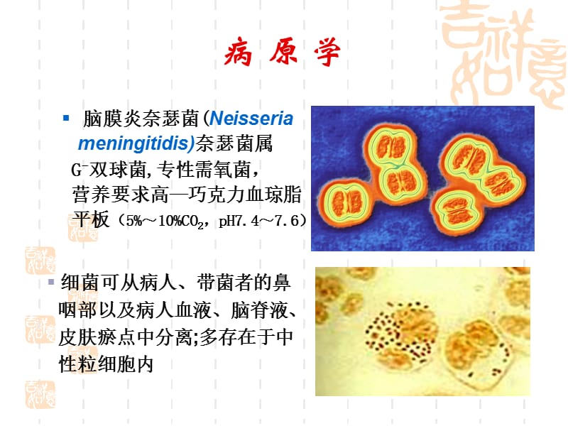 流行性脑脊髓膜炎 PPT课件.ppt_第3页