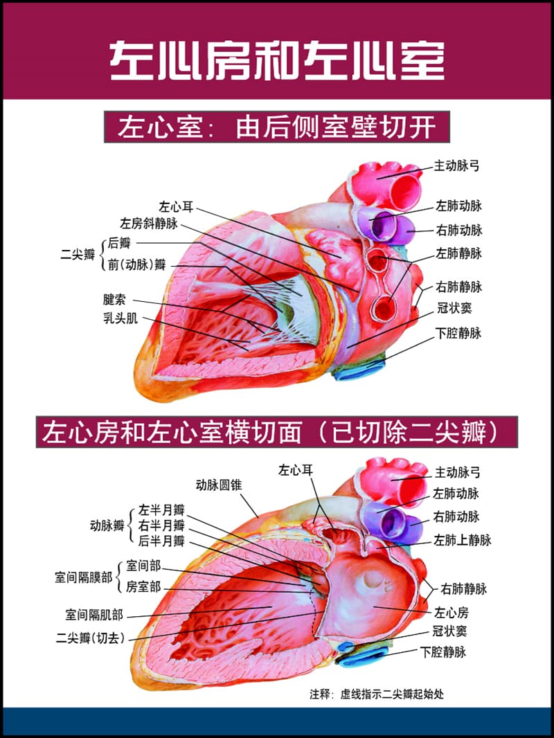 心脏解剖图谱-课件，幻灯，PPT.ppt_第1页