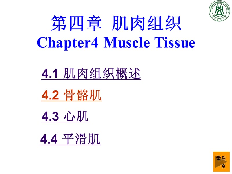 肌肉组织PPT课件.ppt_第1页