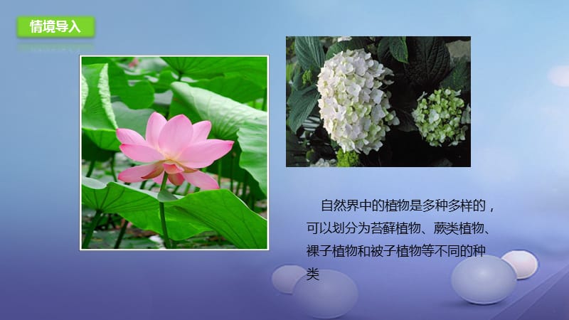八年级生物下册13.4植物课件北京课改版.ppt_第3页