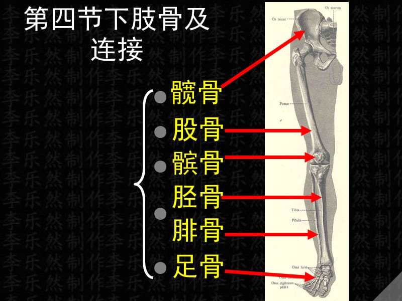 下肢骨及连接.ppt_第1页