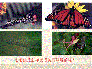 第一章第二节昆虫的生殖和发育.ppt