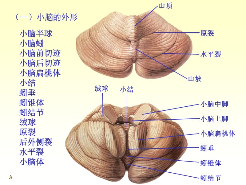 小脑间脑脑干.ppt_第3页