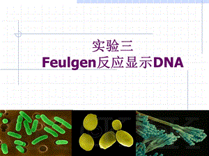 实验三 Feulgen反应显示DNA2009-3.ppt