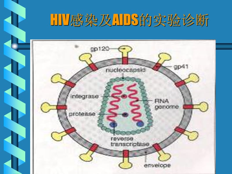HIV感染和 AIDS的实验诊断.ppt_第2页