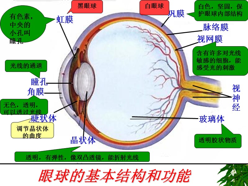 外界物体在视网膜上成像示意图.ppt_第2页