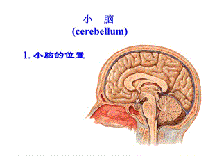 人体解剖学：小脑、间脑.ppt