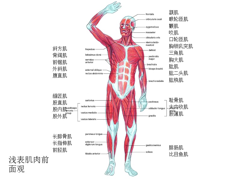人体解剖生理学实验——实验二肌肉系统.ppt_第3页