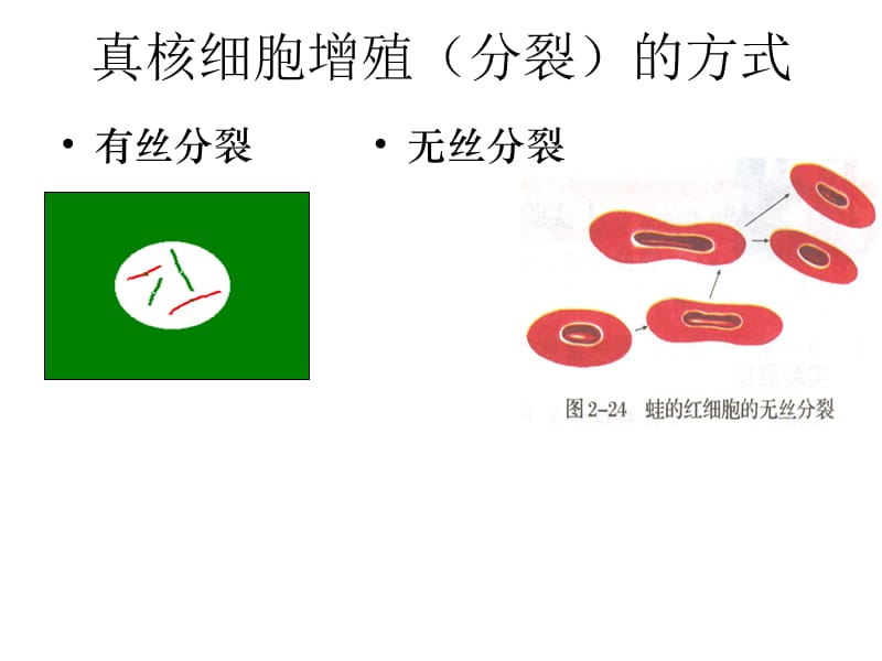 细胞分裂课件.ppt_第3页