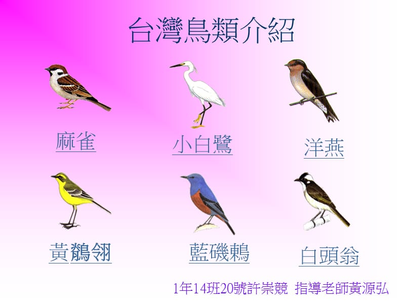 台湾鸟类介绍.ppt_第1页
