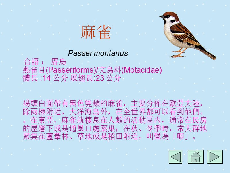 台湾鸟类介绍.ppt_第2页