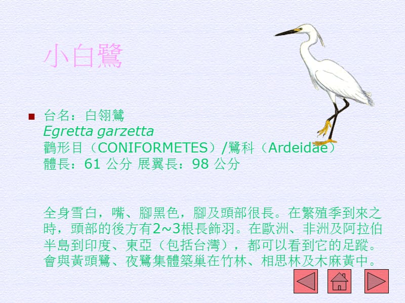 台湾鸟类介绍.ppt_第3页