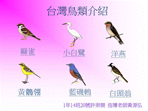 台湾鸟类介绍.ppt