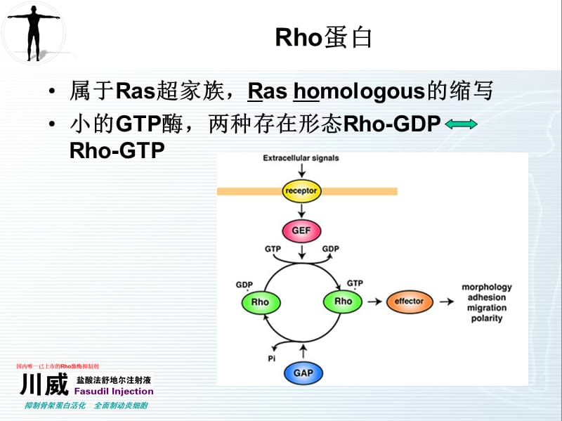 Rho激酶研究最新进展.ppt_第3页