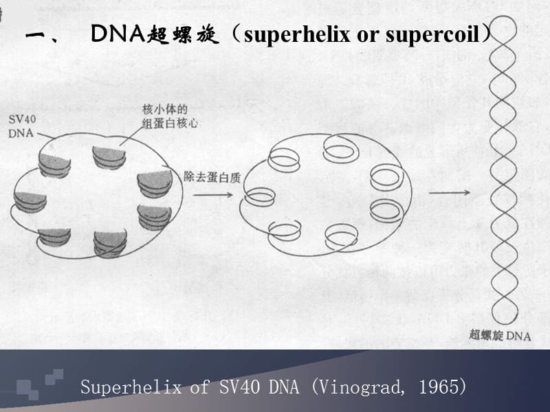 DNA超螺旋、基因组、染色体.ppt_第2页