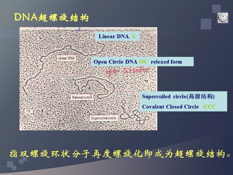 DNA超螺旋、基因组、染色体.ppt_第3页