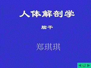 人体解剖学-脑干.ppt