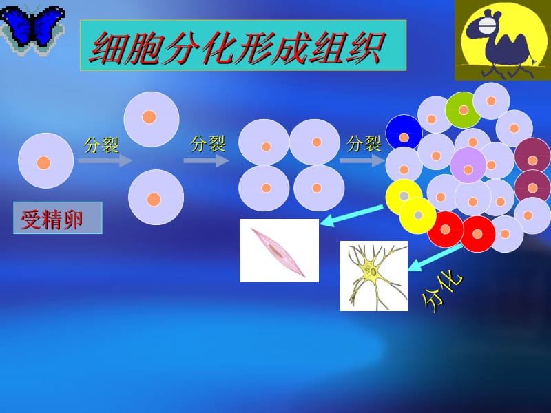 第一节动物体的结构层次.ppt_第2页