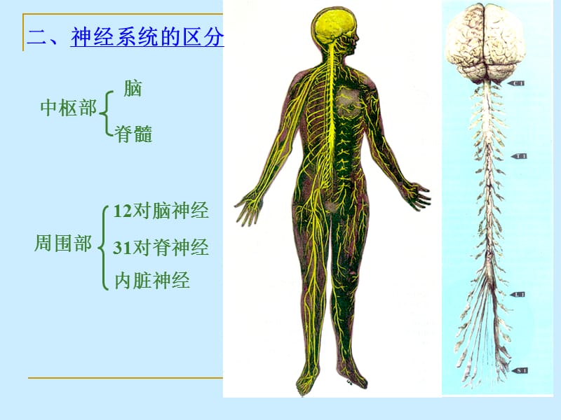 神经系统解剖--端脑.ppt_第3页