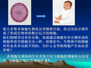 生物：《细胞分化、衰老和凋亡》课件(苏教版必修1).ppt