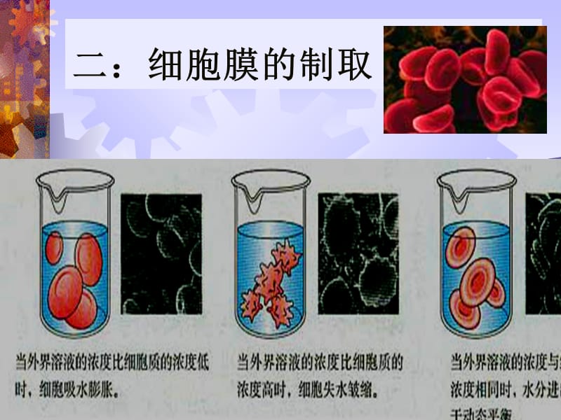生物：3.1《细胞膜──系统的边界》课件(新人教版必修1).ppt_第3页
