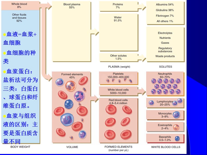 解剖生理学的第八次简明血液系统.ppt_第2页