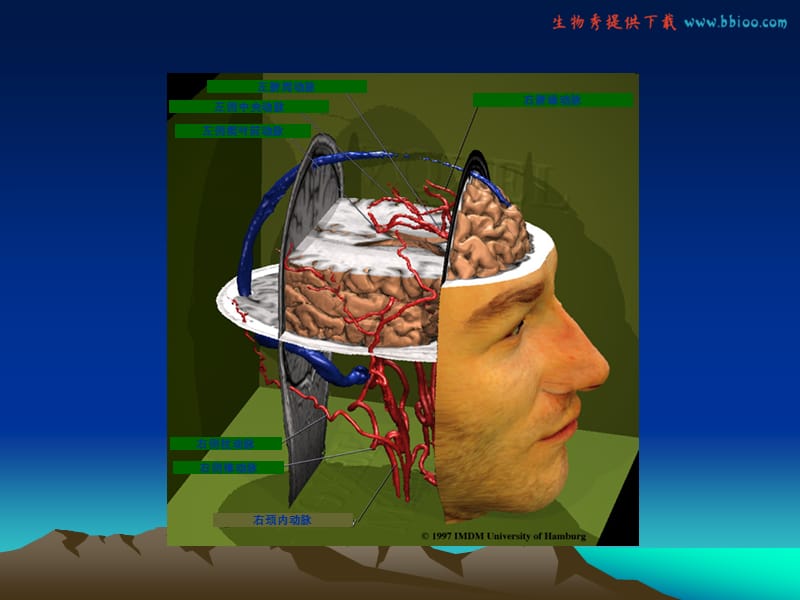 医疗网站(医学百事通)-大脑血管解剖经颅超声.ppt_第2页