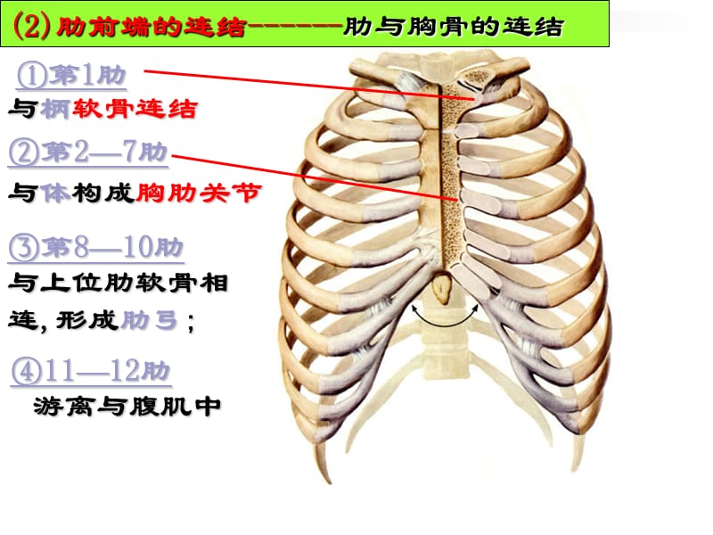 肋椎关节肋与胸椎的连结.ppt_第2页