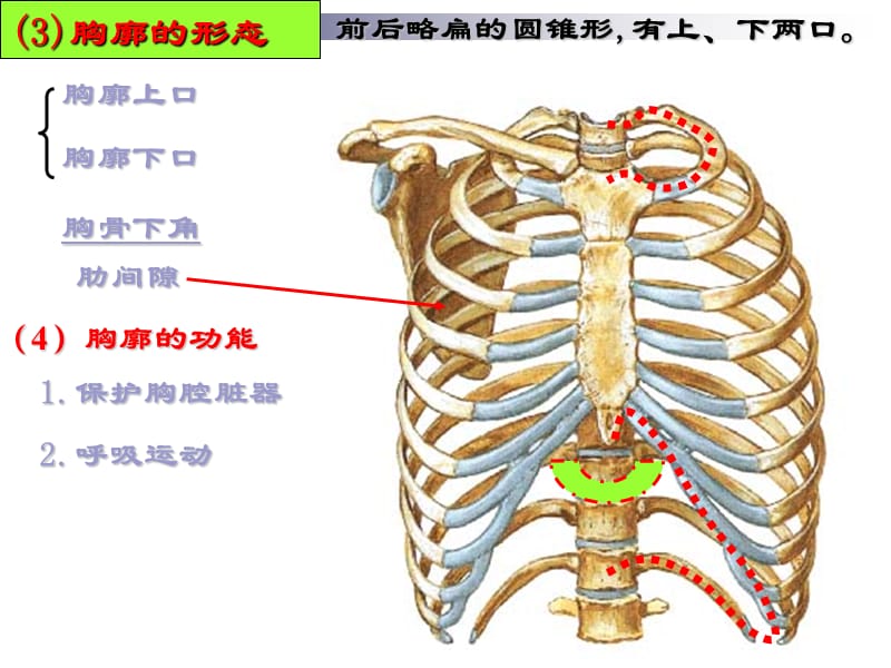 肋椎关节肋与胸椎的连结.ppt_第3页