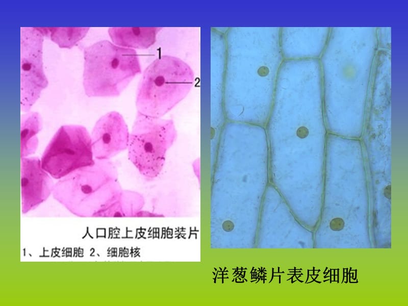 细胞核成型课件.ppt_第1页