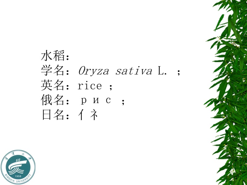 作物栽培学水稻.ppt_第2页