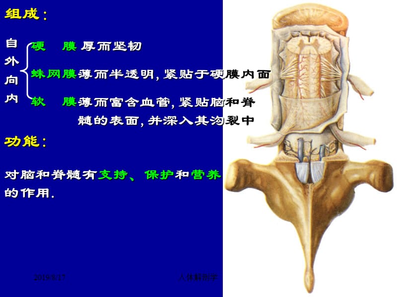 脑和脊髓的被膜、脑脊液及血管.ppt_第3页