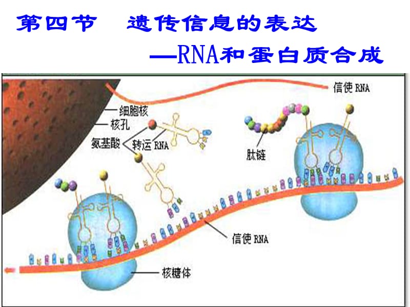 第四部分遗传信息的表达RNA和蛋白质合成教学课件.ppt_第1页