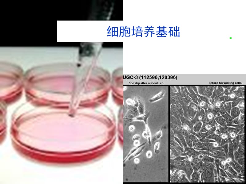 细胞培养技术.ppt_第1页