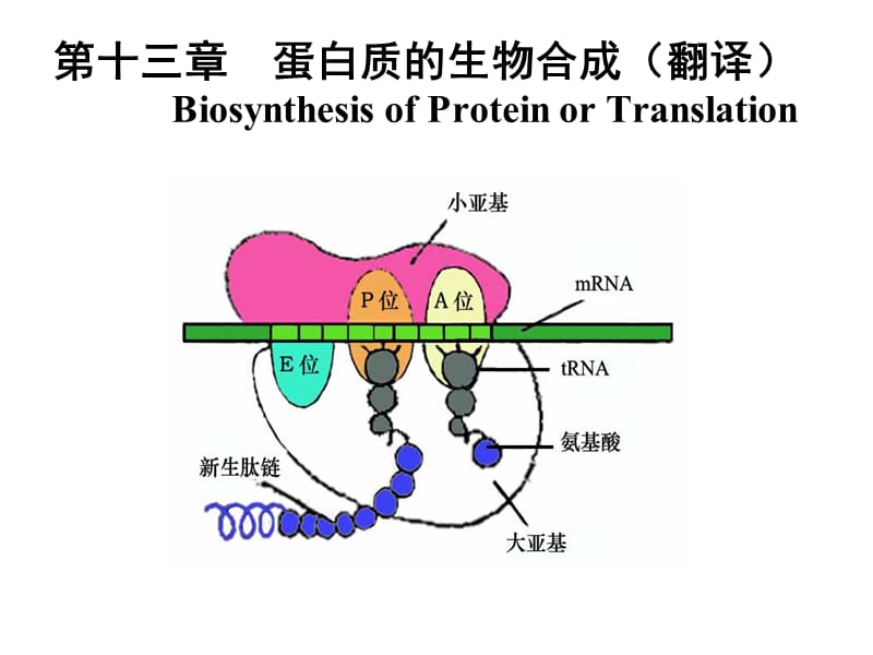 生物化学_蛋白质的生物合成.ppt_第1页