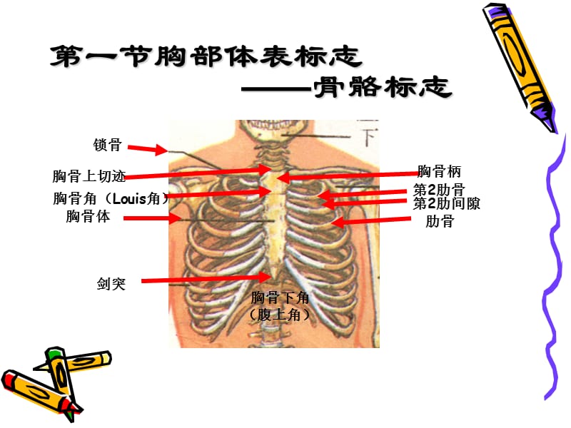 胸部检查课件3月31日.ppt_第2页