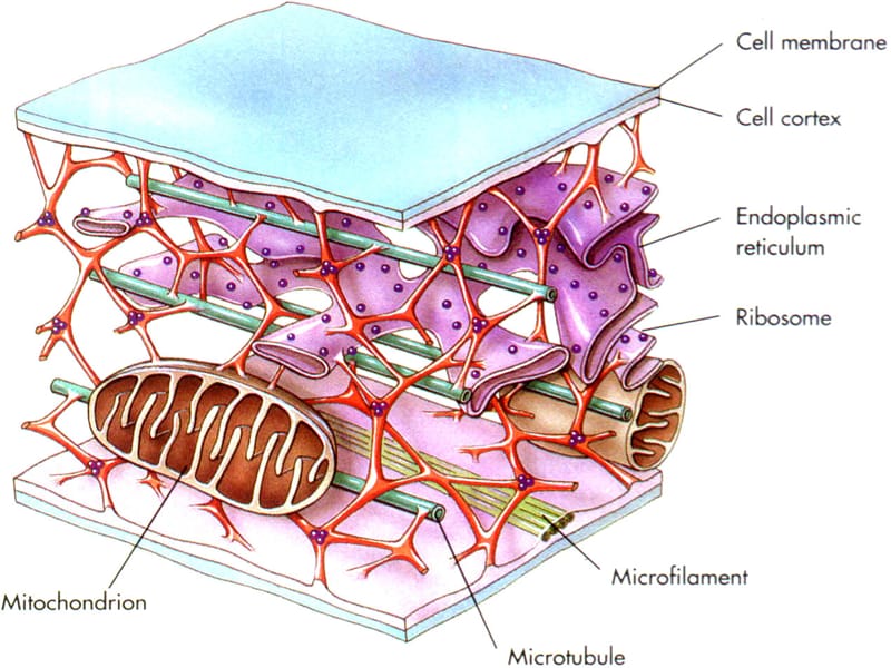 细胞骨架.ppt_第2页