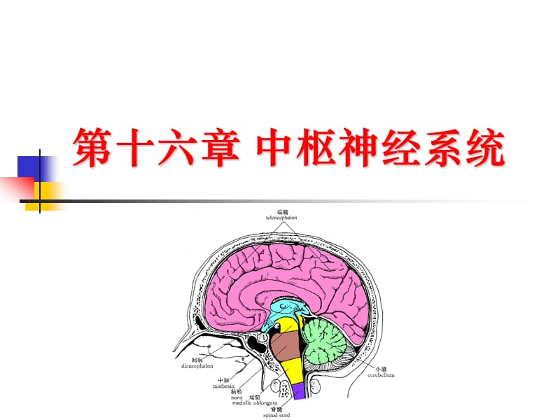 中枢神经系统解剖.ppt_第1页