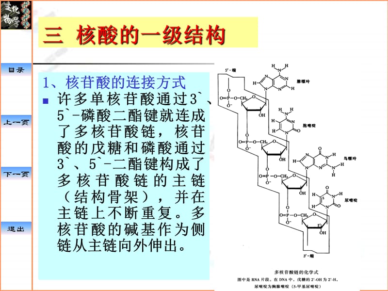 中国药科大学生物化学课件—核酸DNA的结构RNA的结构与功能.ppt_第3页