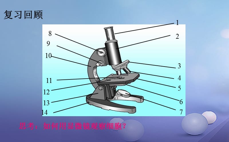 七年级生物上册2.3.1细胞的基本结构和功能2课件新版北师大版.ppt_第2页